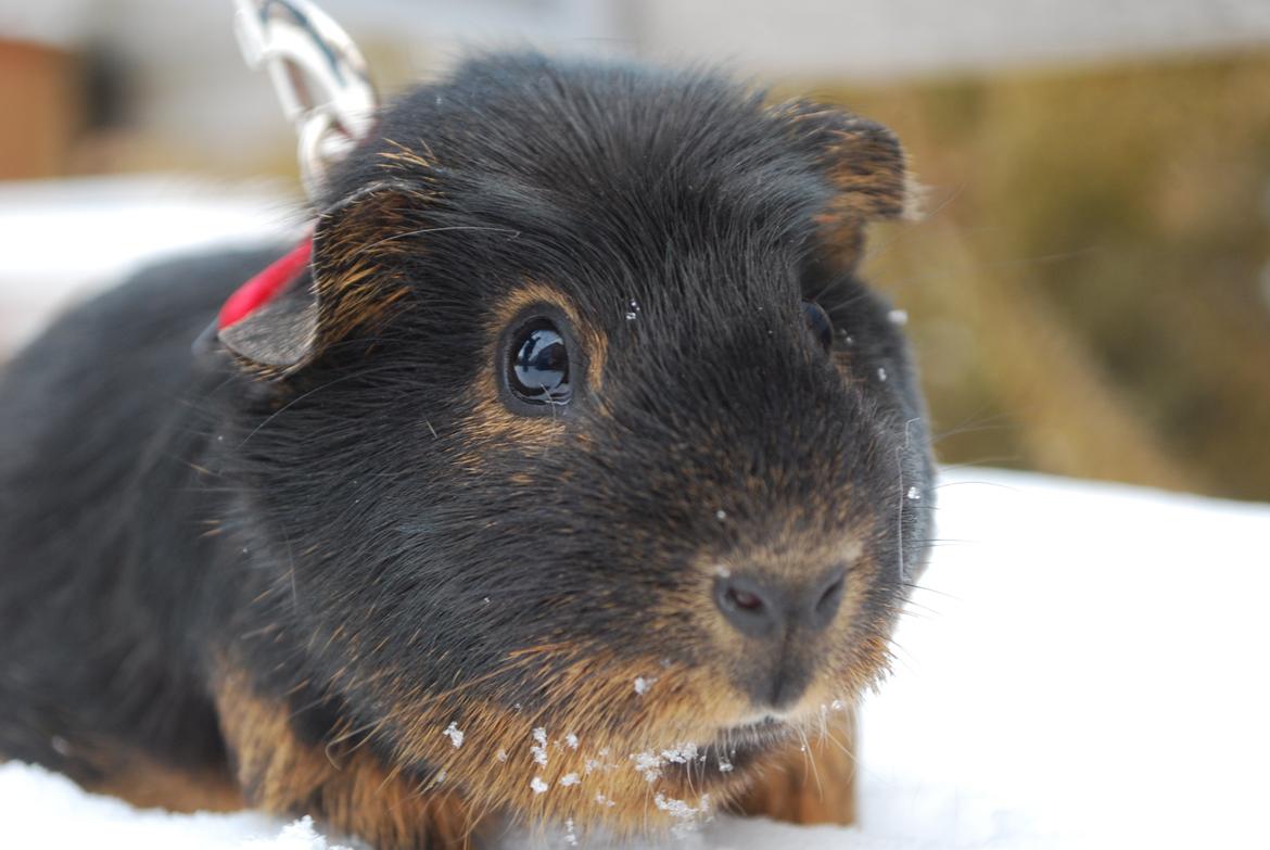 Marsvin Morias Cavatina - Hygger lidt i kulden | Foto: Mig billede 14