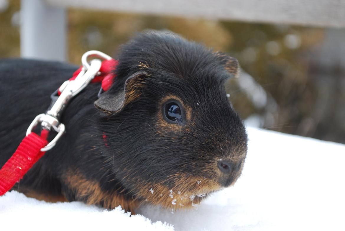 Marsvin Morias Cavatina - Vinter 2013 | Foto: Mig billede 18