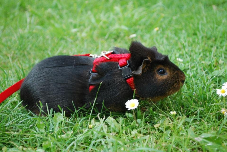 Marsvin Morias Cavatina - Sommer 2012 | Foto: Mig billede 19