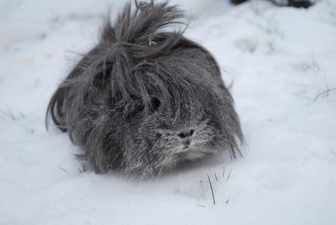 Marsvin Morias Dreams Come True - Vinter 2013 | Foto: Mig billede 16