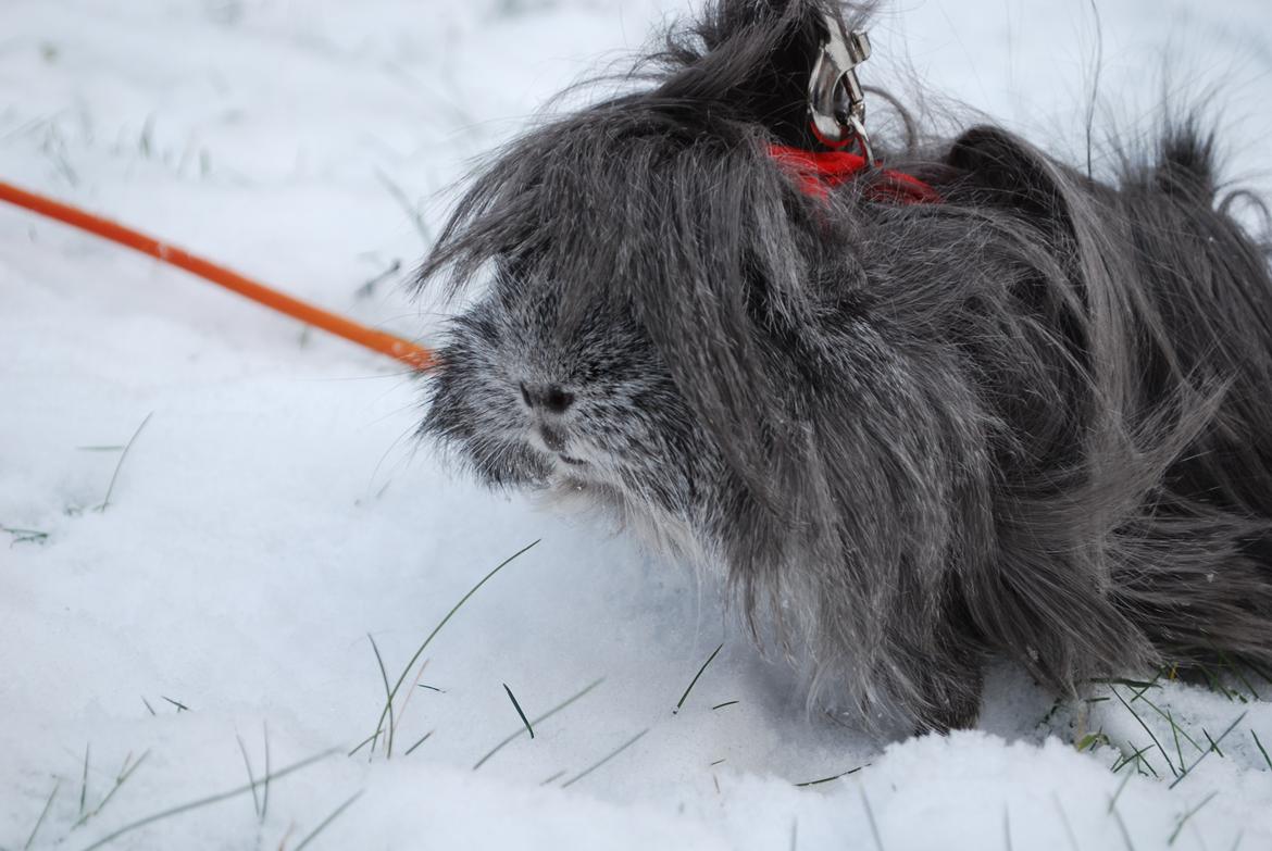 Marsvin Morias Dreams Come True - Vinter 2013 | Foto: Mig billede 17