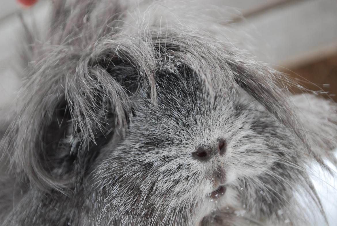 Marsvin Morias Dreams Come True - Pandehår | Foto: Mig billede 18