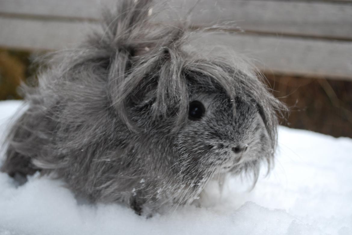 Marsvin Morias Dreams Come True - Pjusket | Foto: Mig billede 19