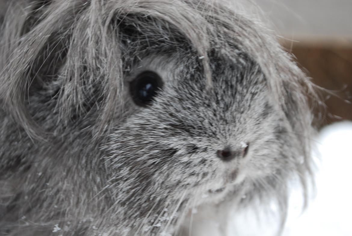 Marsvin Morias Dreams Come True - Vinter 2013 | Foto: Mig billede 20