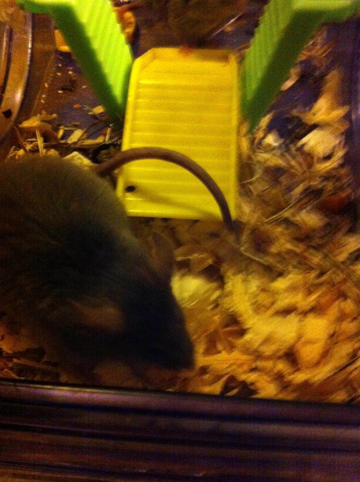 Mus Kathrine billede 3