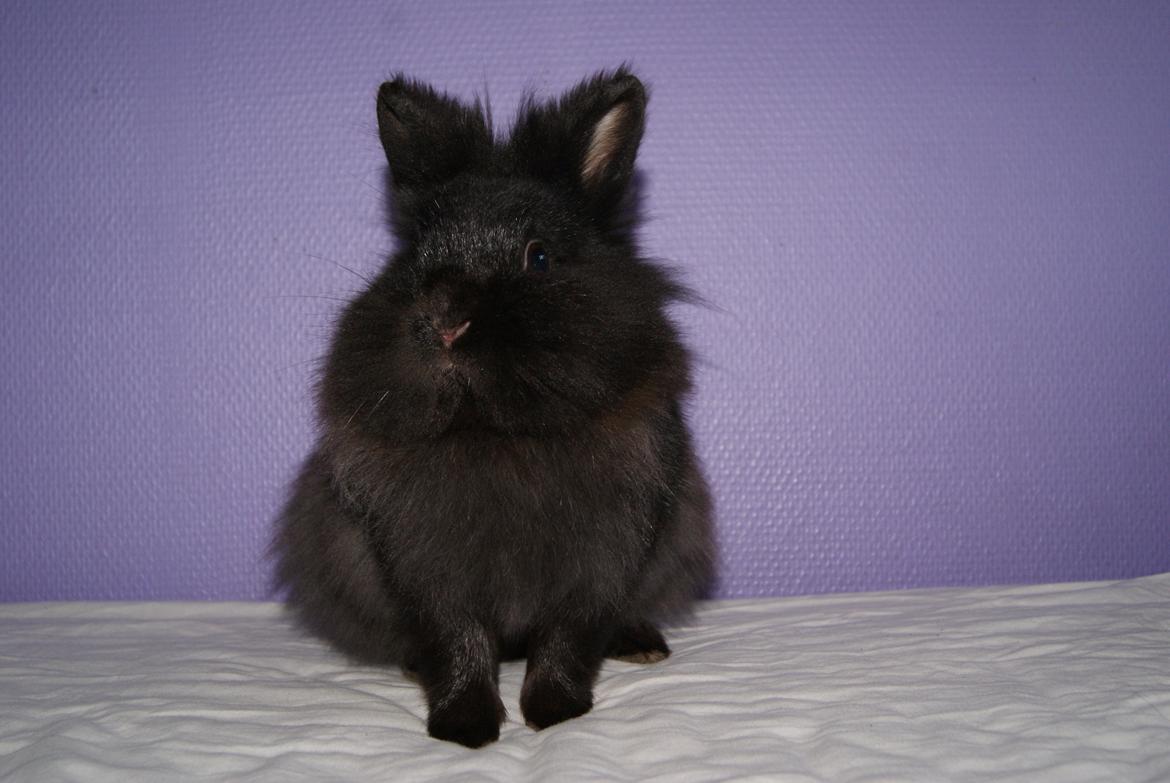 Kanin Testa Di Leone |Tas| - Min lille nullerman! :D  billede 19