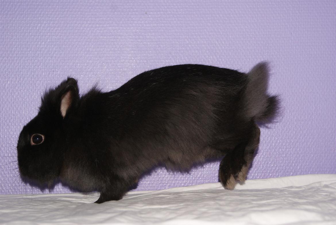 Kanin Testa Di Leone |Tas| - Hygger i sengen :b hehe.. billede 20