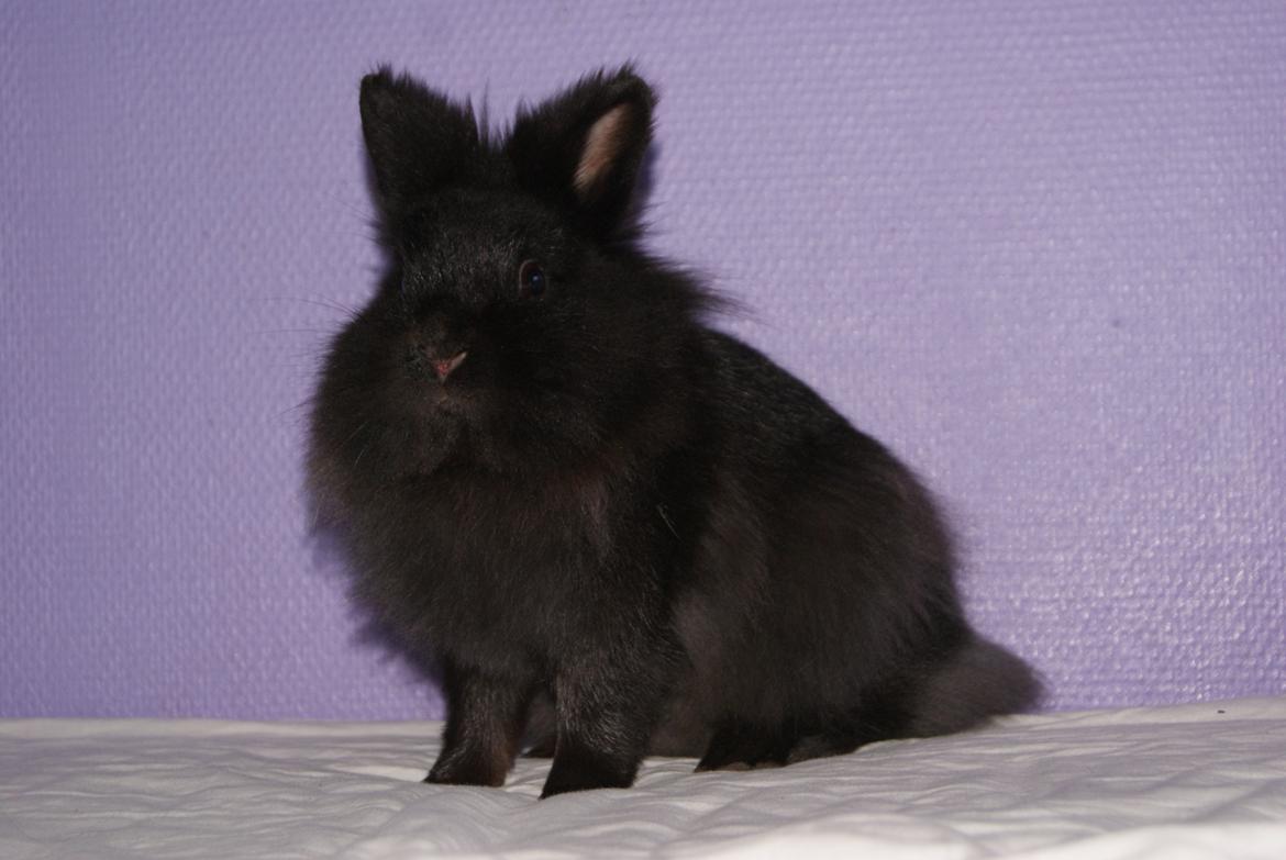 Kanin Testa Di Leone |Tas| - Testa di Leone <3 billede 1