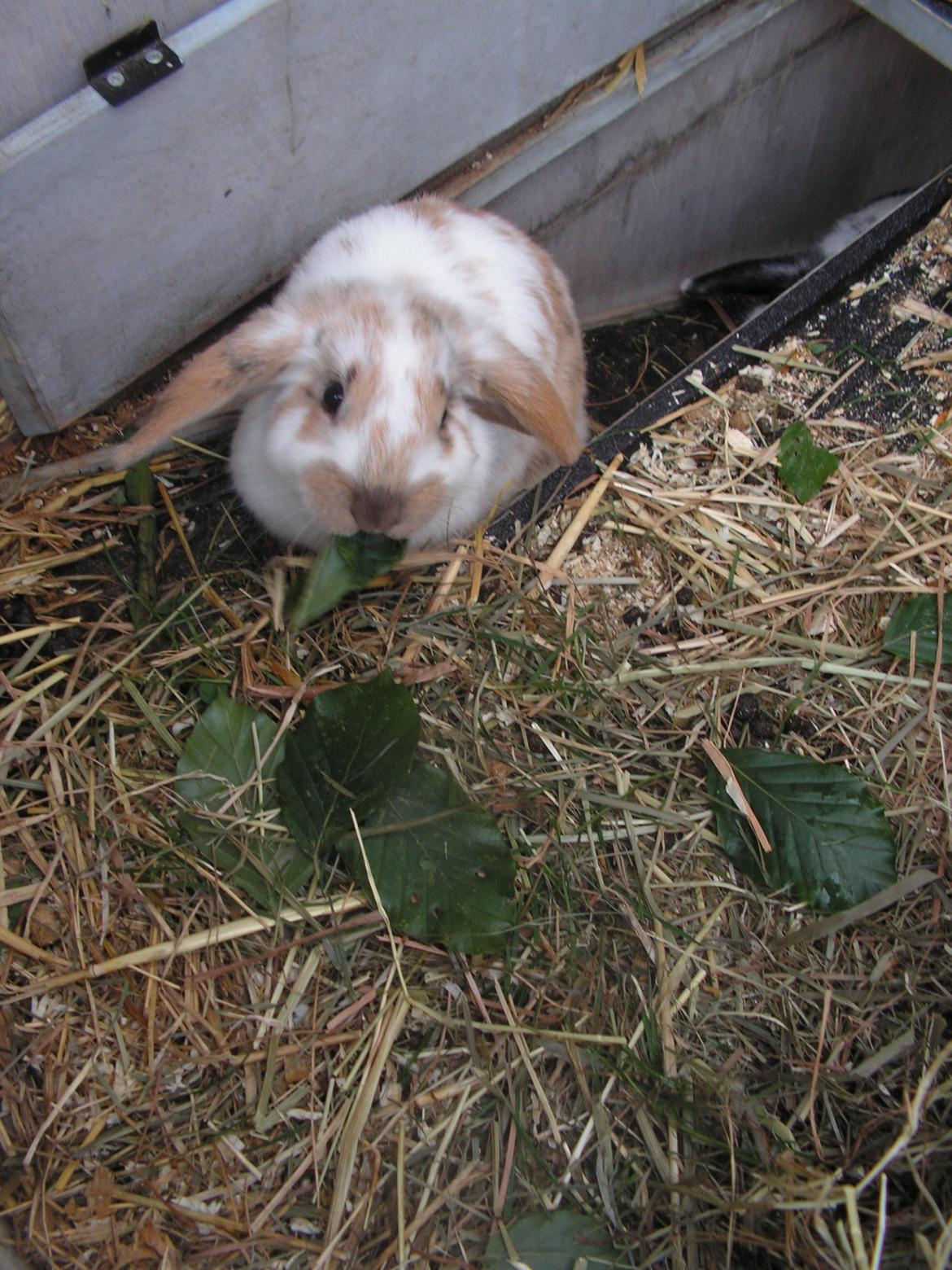 Kanin Candy - 8 uger. billede 1