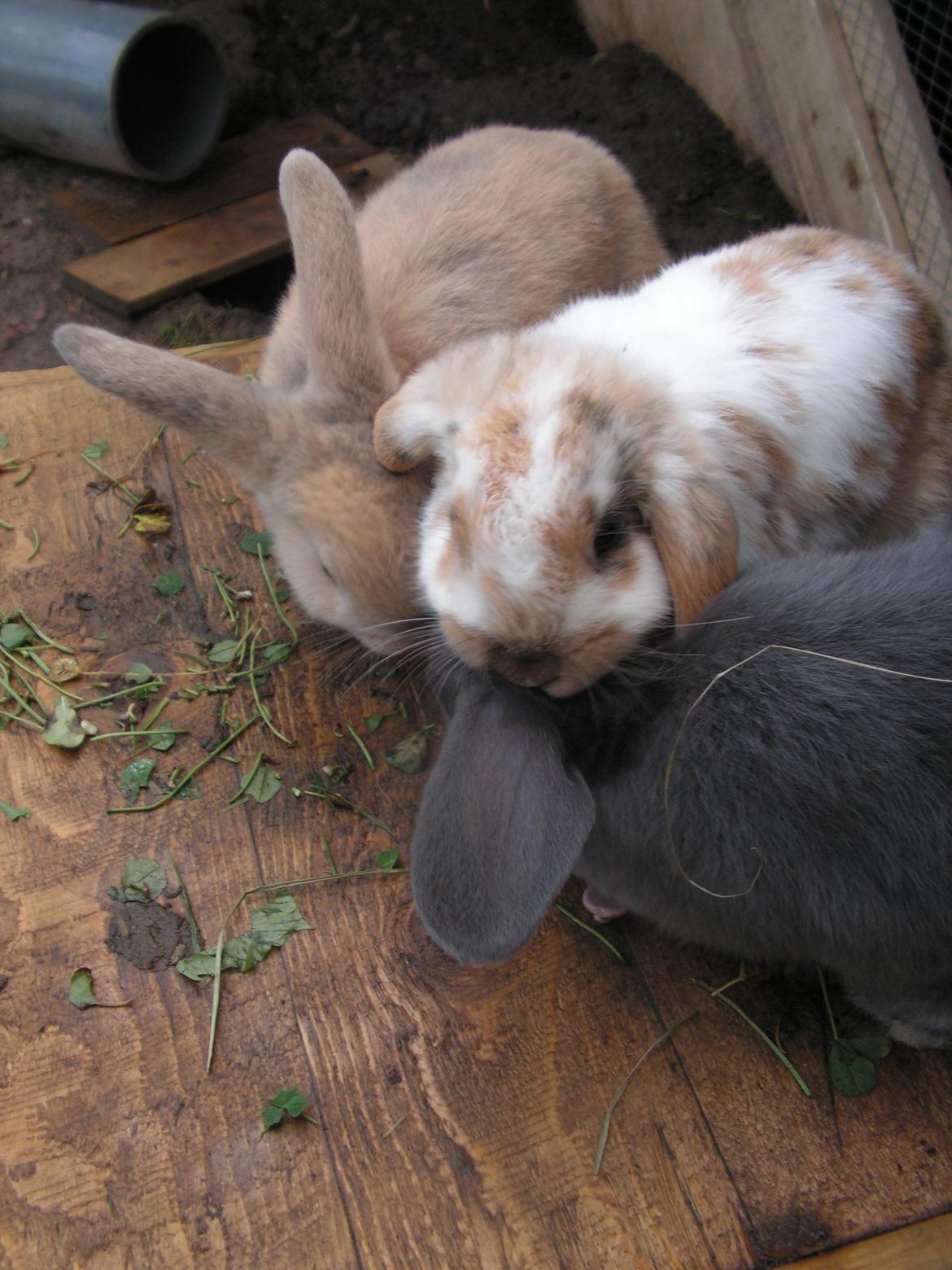 Kanin Candy - Leger med sine brødre. billede 2