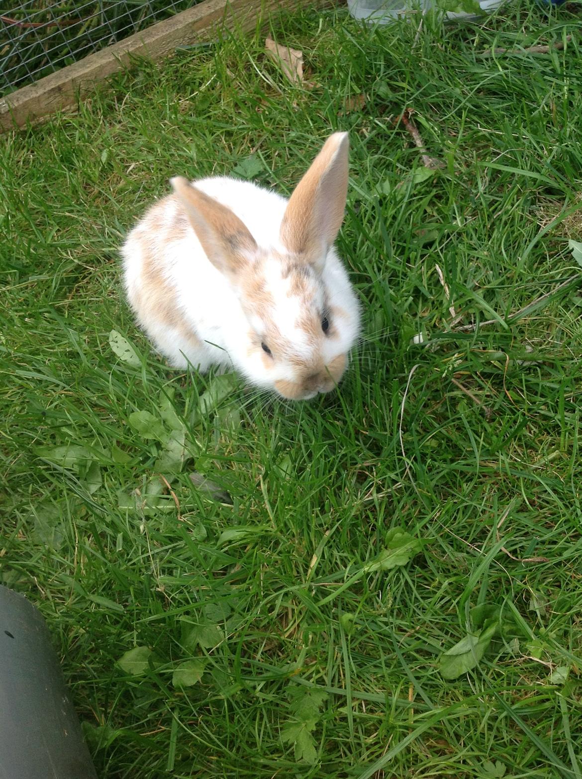 Kanin Candy - søde kanin. billede 6