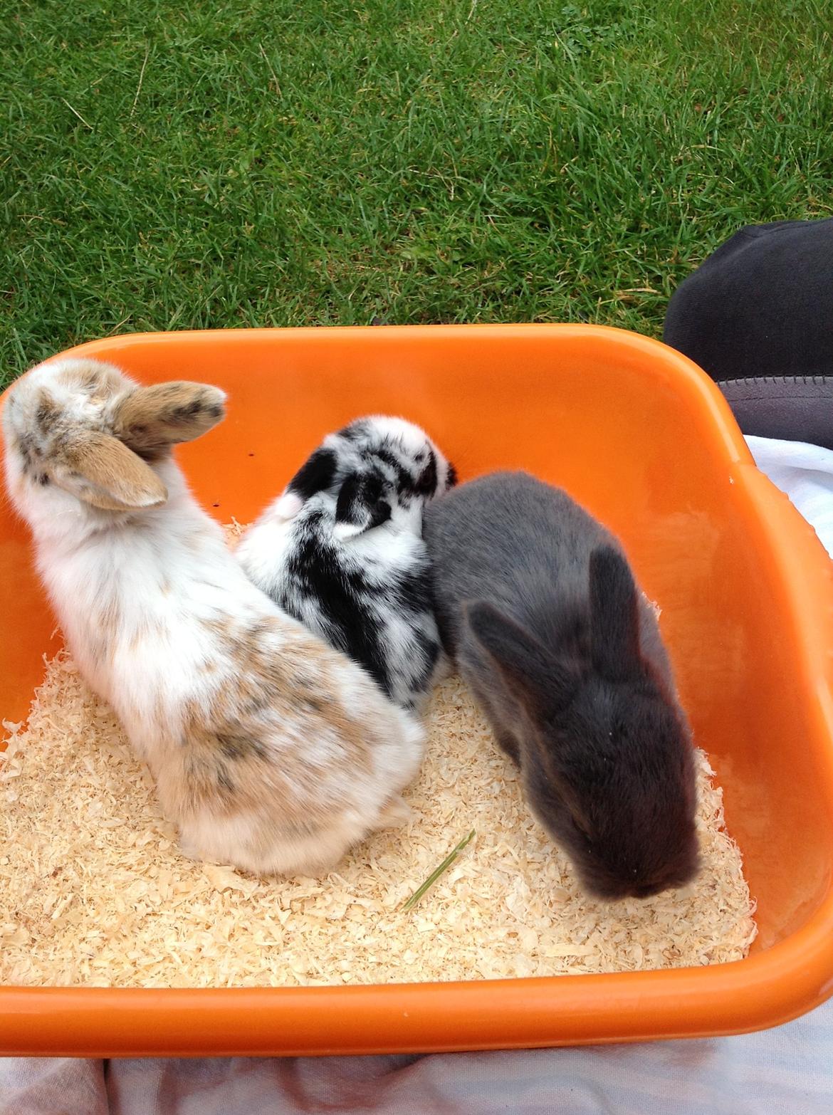 Kanin Candy billede 7