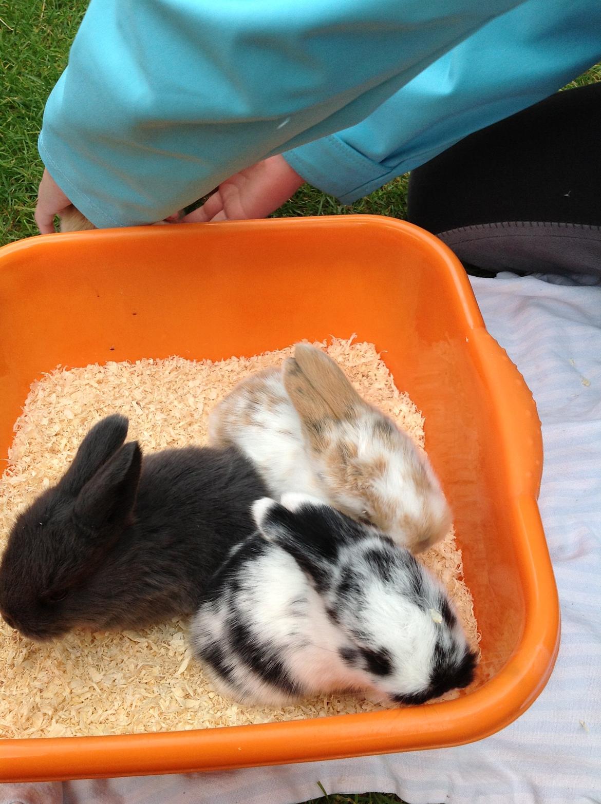 Kanin Junior - Junior 4 uger. billede 1