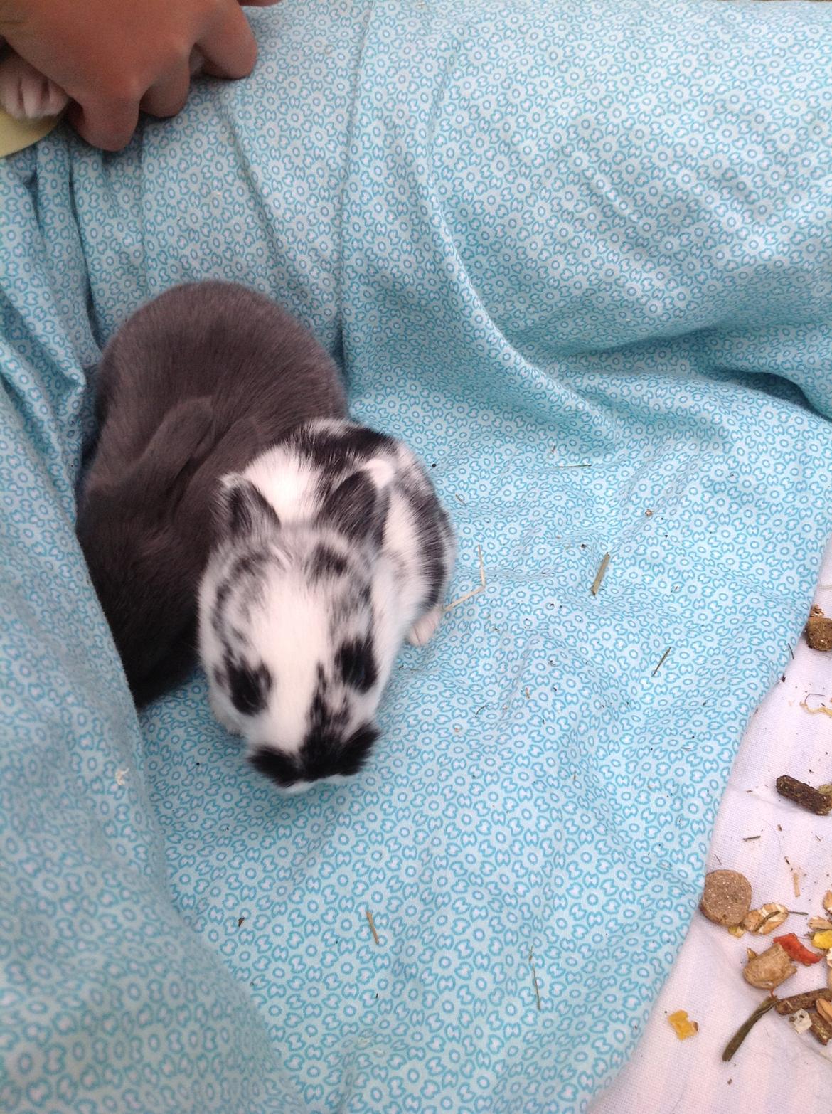 Kanin Junior - Junior og Midnat. billede 2