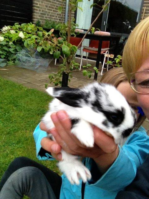 Kanin Junior - Lille kanin:) billede 3