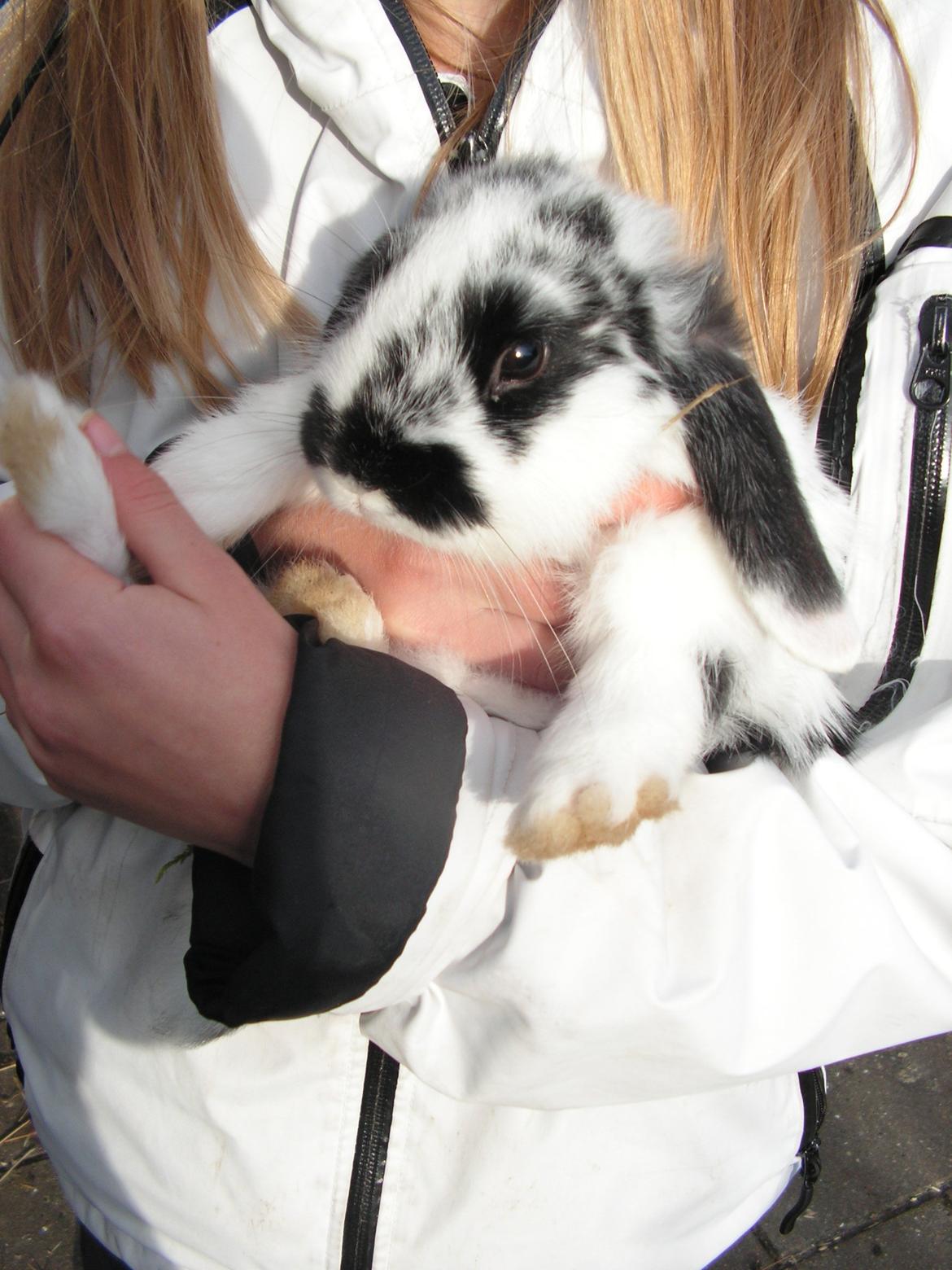 Kanin Junior - Junior billede 5