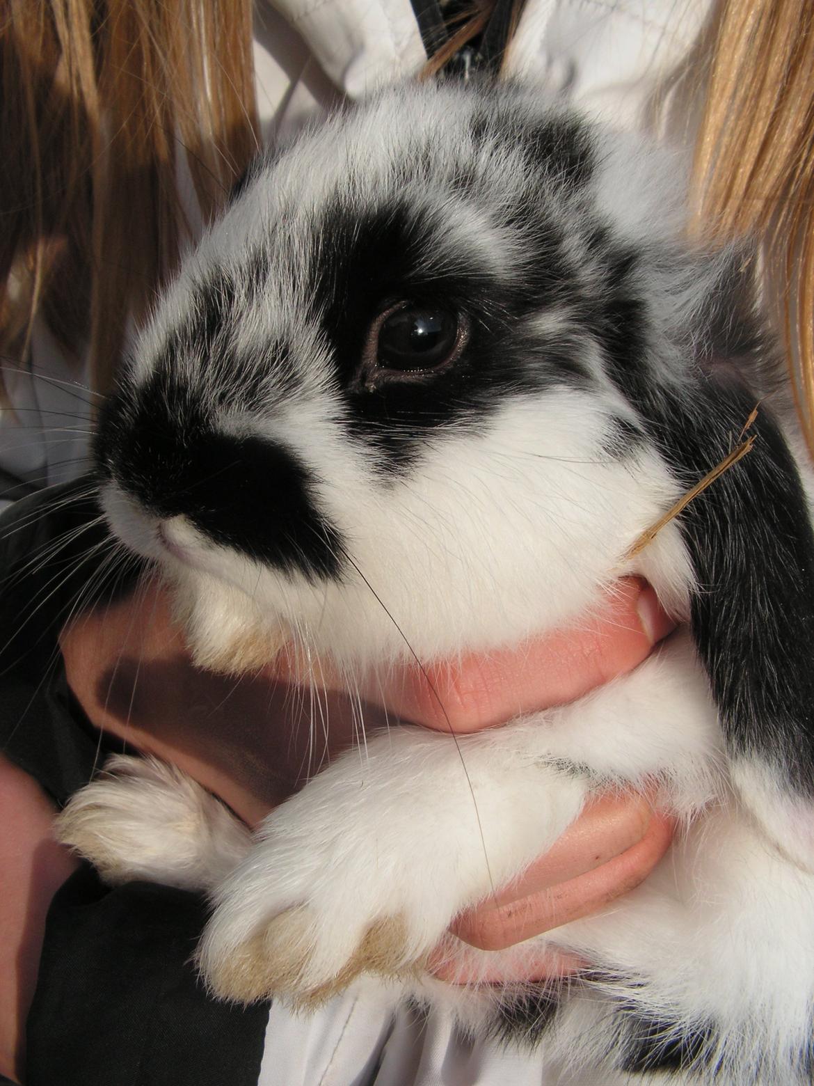 Kanin Junior - nuuuuuurrrhh billede 6