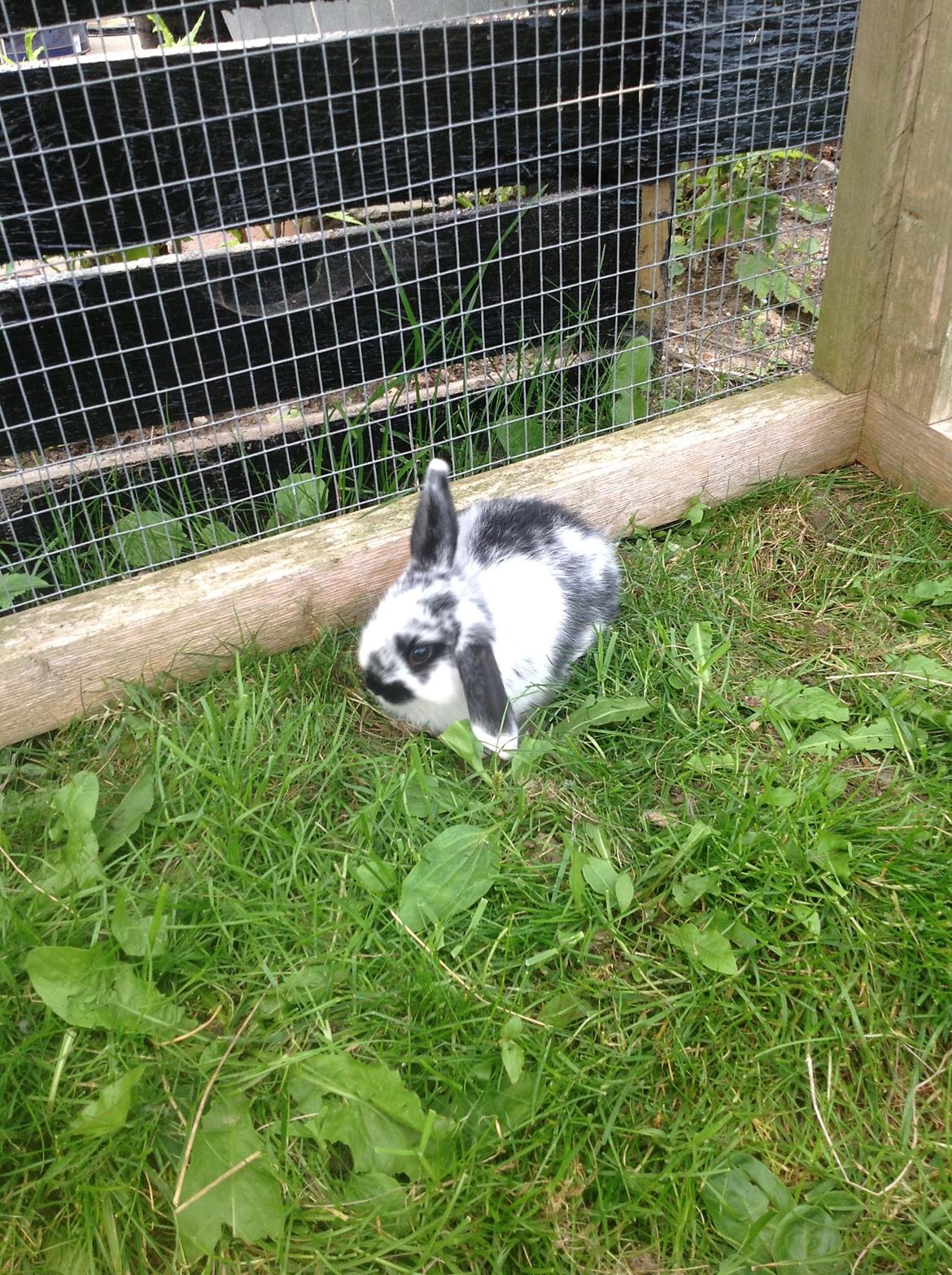 Kanin Junior - I græsburet. billede 8