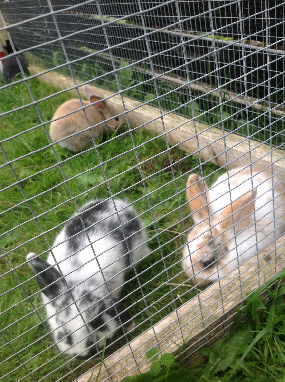 Kanin Junior - Junior og hans søskende. billede 9