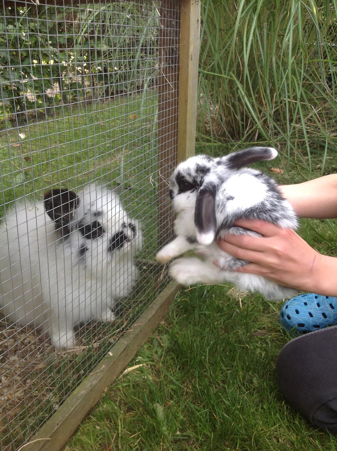 Kanin Junior - Junior hilser på sin far. billede 10