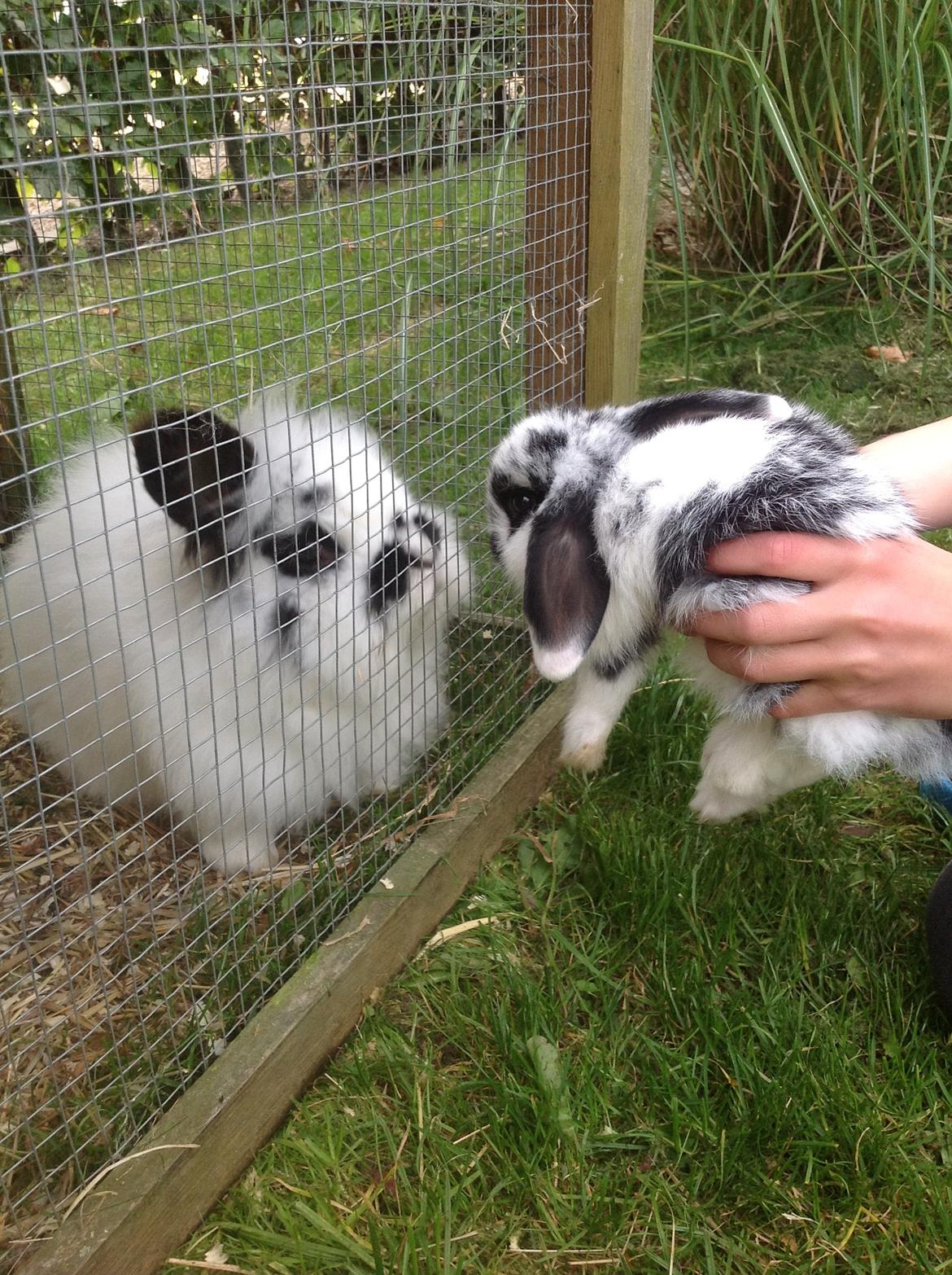 Kanin Junior - Junior og Nuller. billede 11