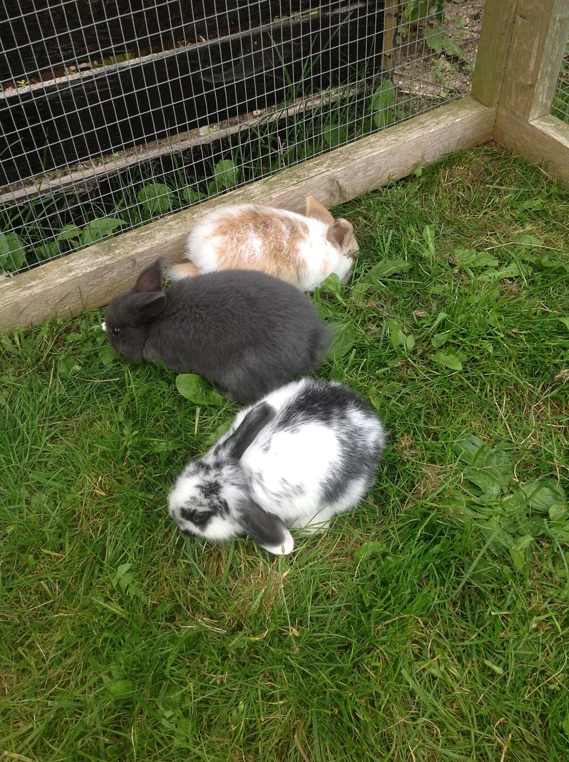 Kanin Junior billede 12