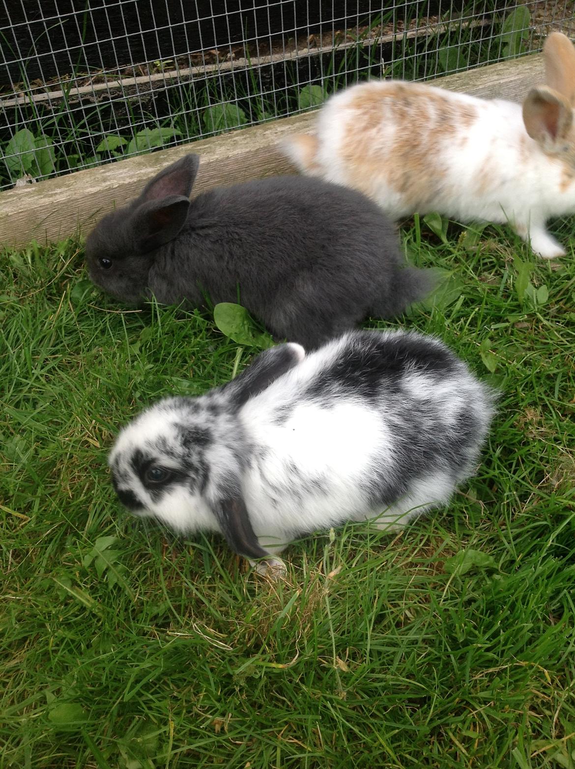 Kanin Junior - Junior og midnat. billede 13