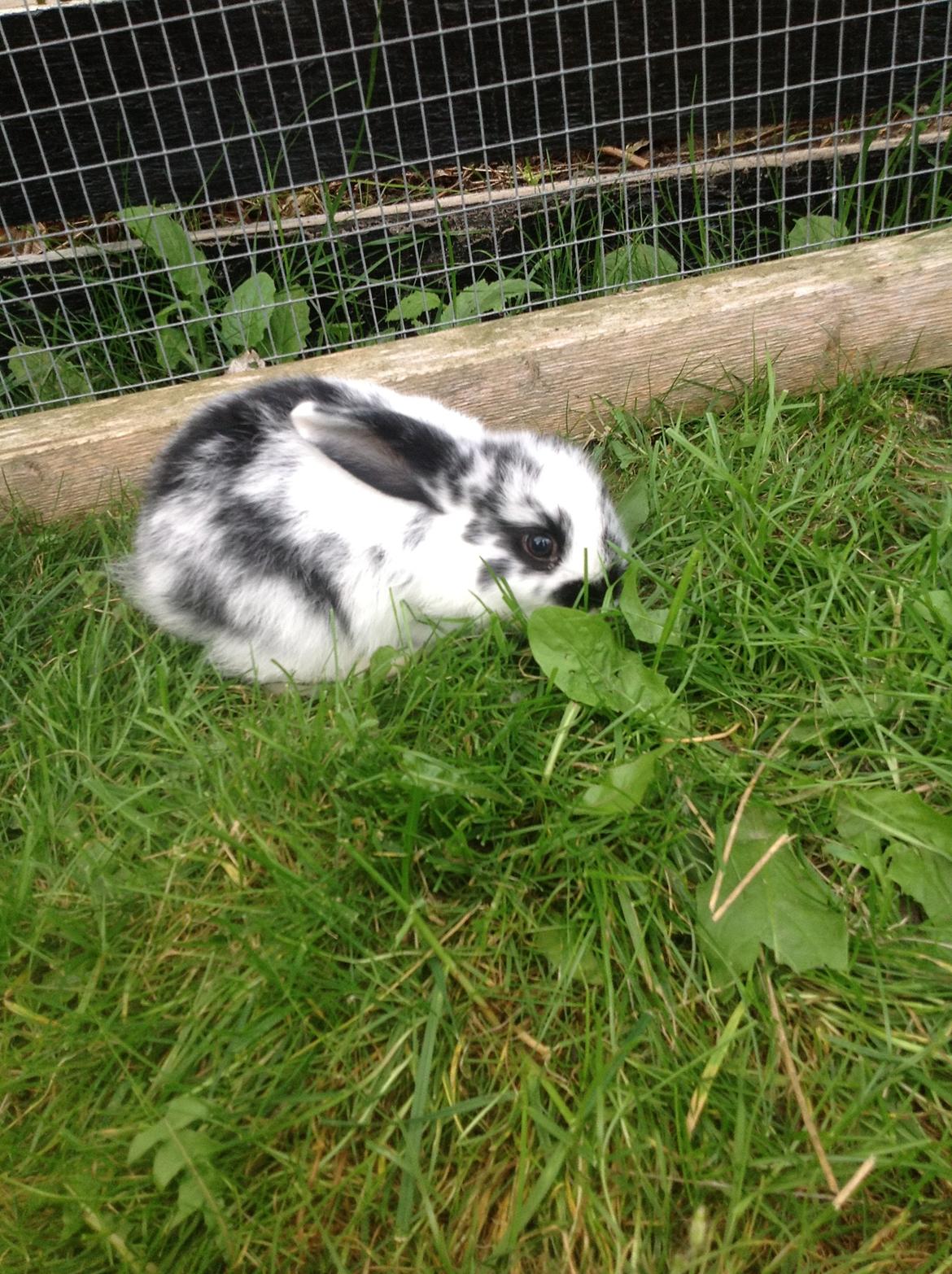 Kanin Junior - mmmmmmmmhh græs billede 14