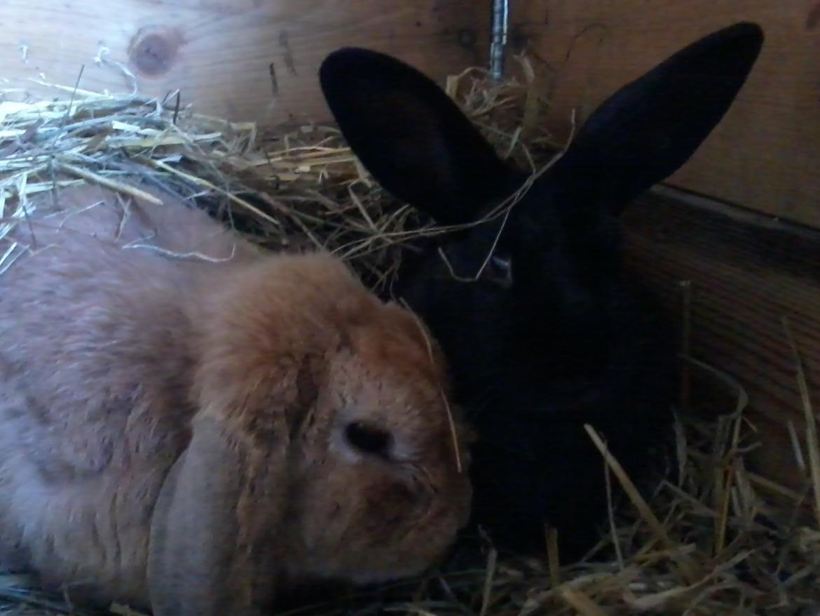 Kanin Baby billede 10