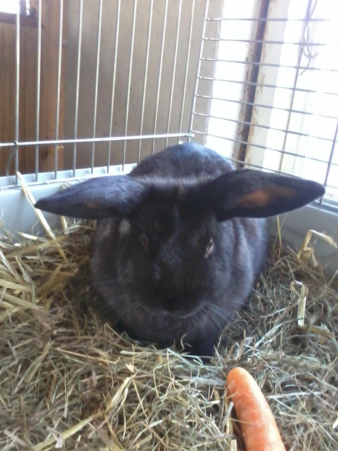 Kanin Baby billede 11