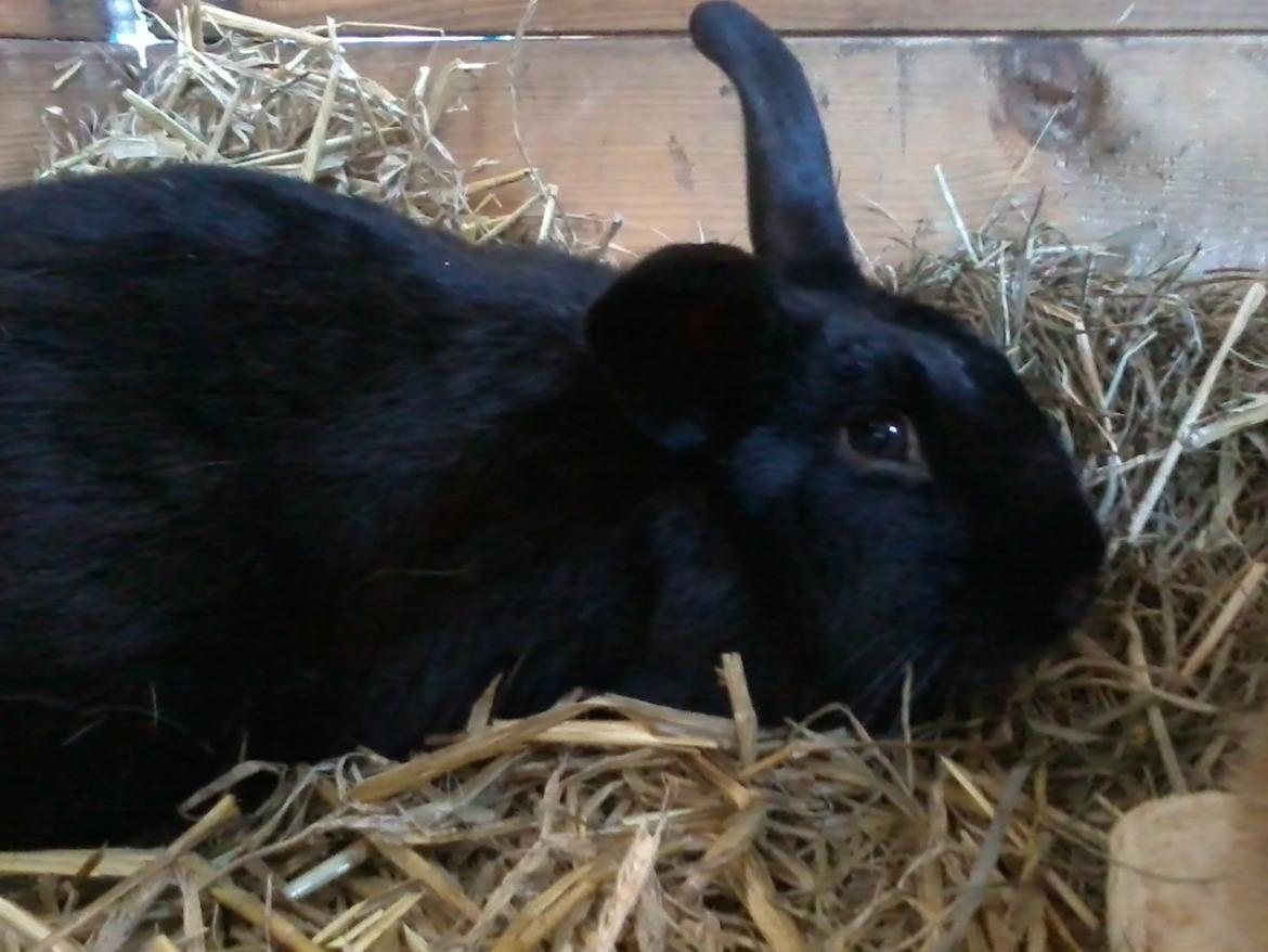 Kanin Baby billede 12