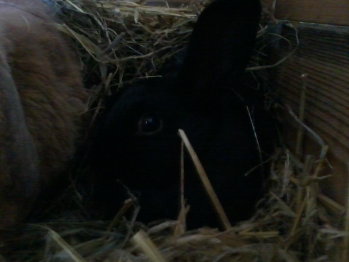 Kanin Baby billede 13