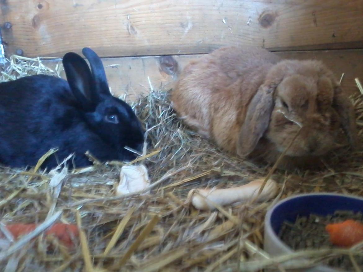 Kanin Baby billede 14