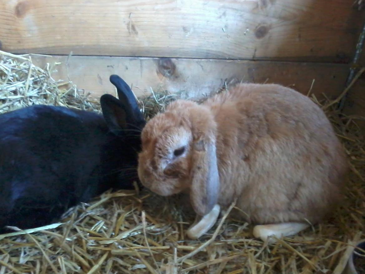 Kanin Charme billede 16