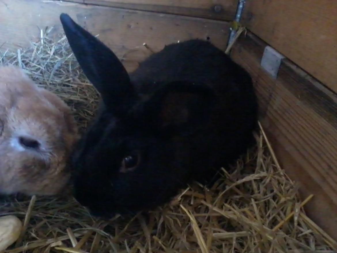 Kanin Charme billede 17