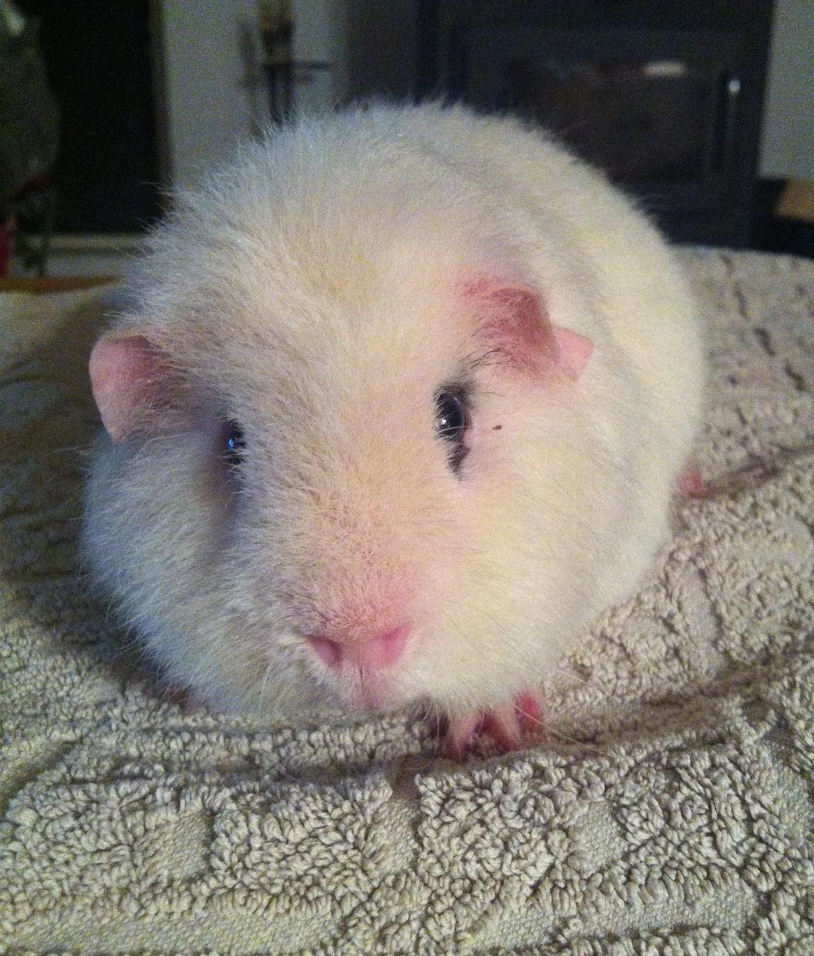 Marsvin Sitanes Snowflake - Dejlige Snow billede 5