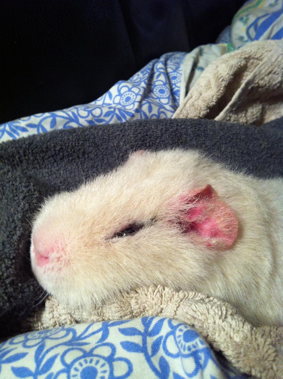 Marsvin Sitanes Snowflake - ZzzzzZzzz billede 6