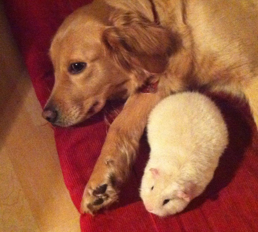 Marsvin Sitanes Snowflake - Snow med hans kammerat billede 7