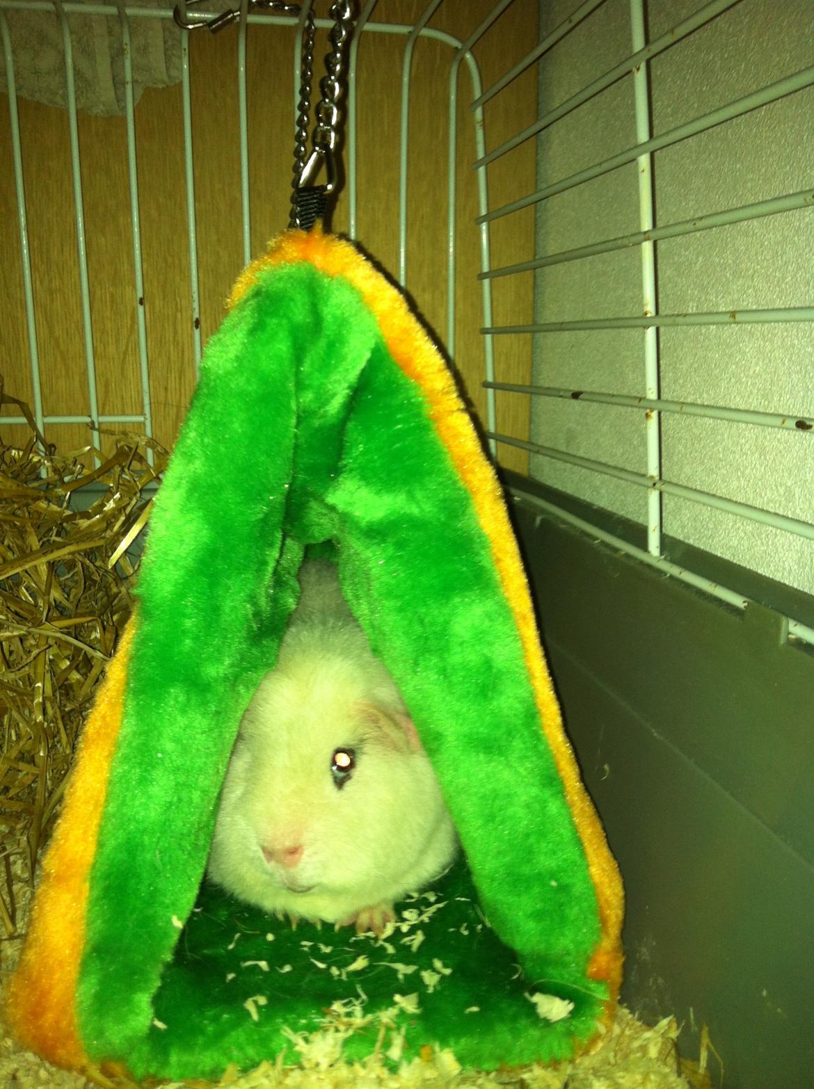 Marsvin Sitanes Snowflake - Snow i hans elskede hule billede 8