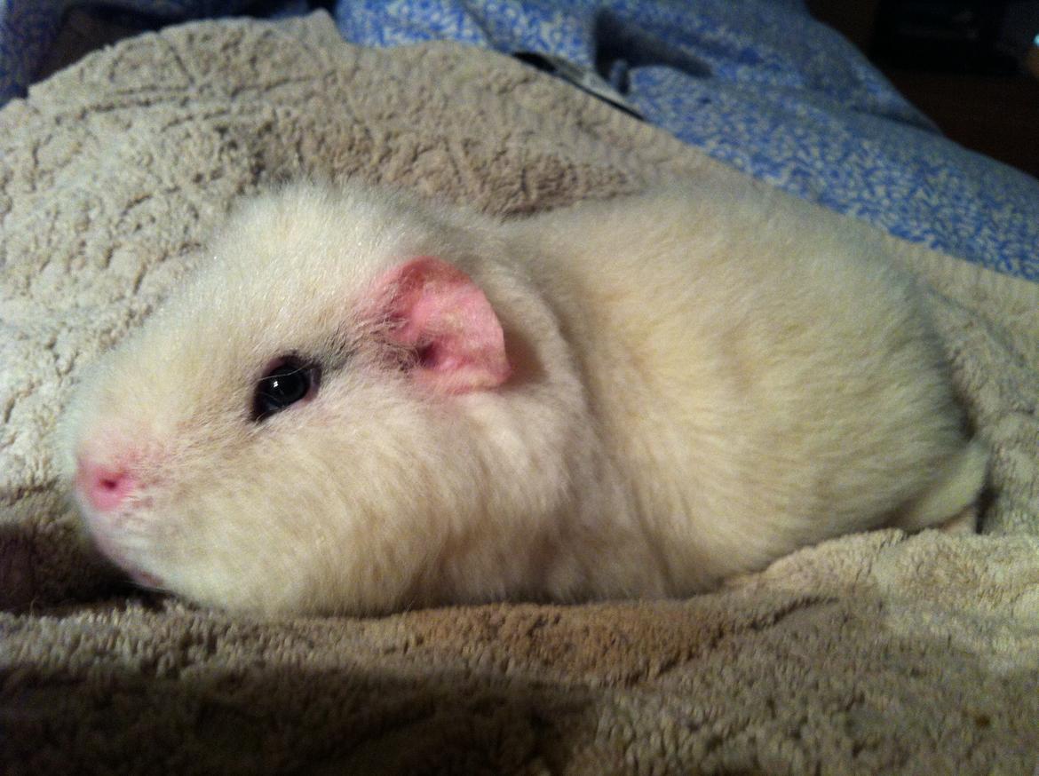 Marsvin Sitanes Snowflake - Snow hygger billede 9