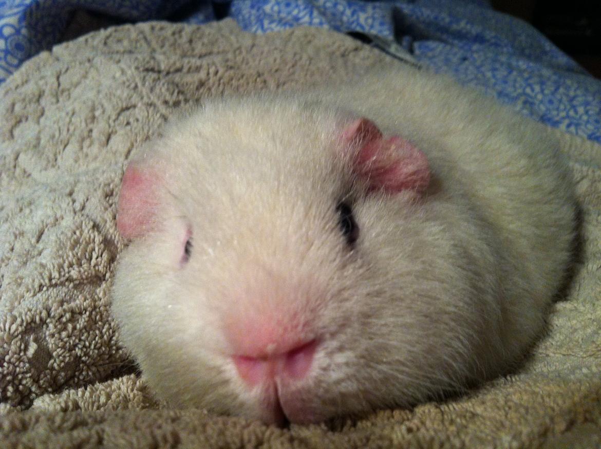 Marsvin Sitanes Snowflake - Hygge billede 10