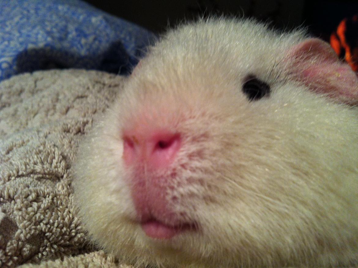 Marsvin Sitanes Snowflake - Close up billede 11