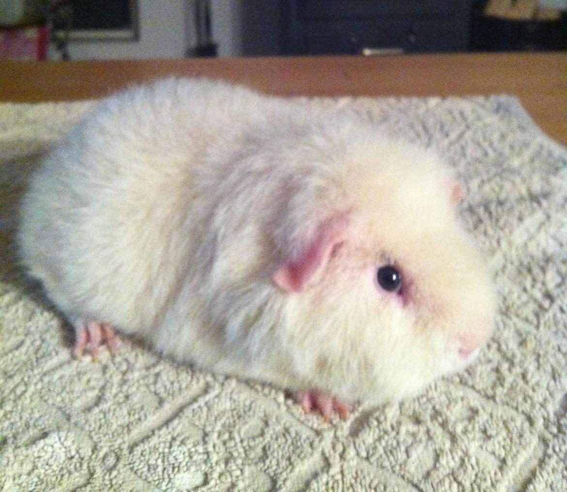 Marsvin Sitanes Snowflake - Så fin billede 12