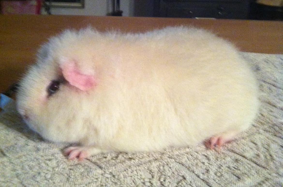 Marsvin Sitanes Snowflake - Så fin billede 13