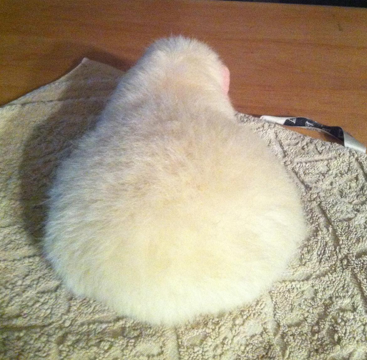 Marsvin Sitanes Snowflake - Når enden er god, er alting godt.... billede 14