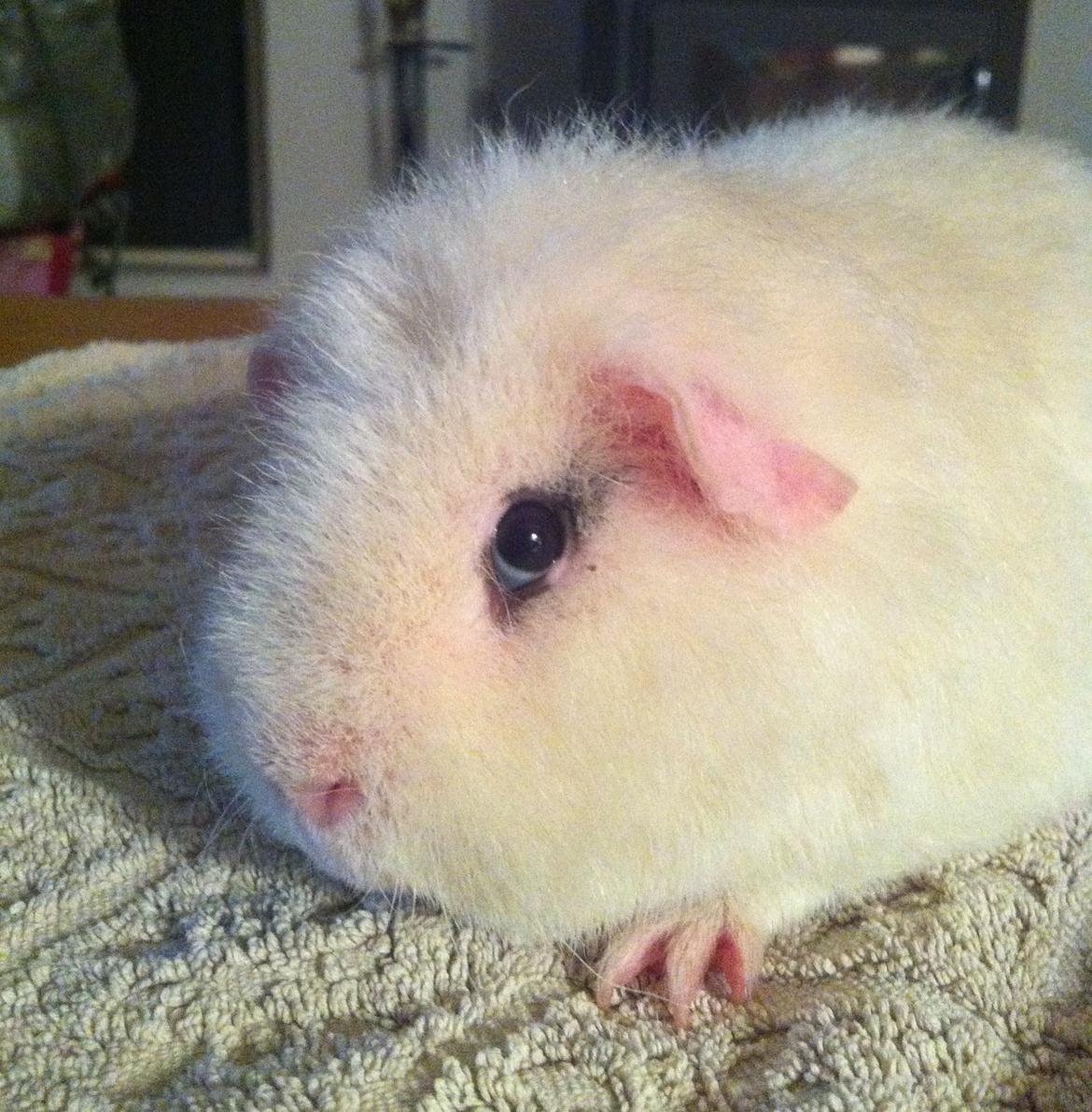 Marsvin Sitanes Snowflake - Smukke billede 15