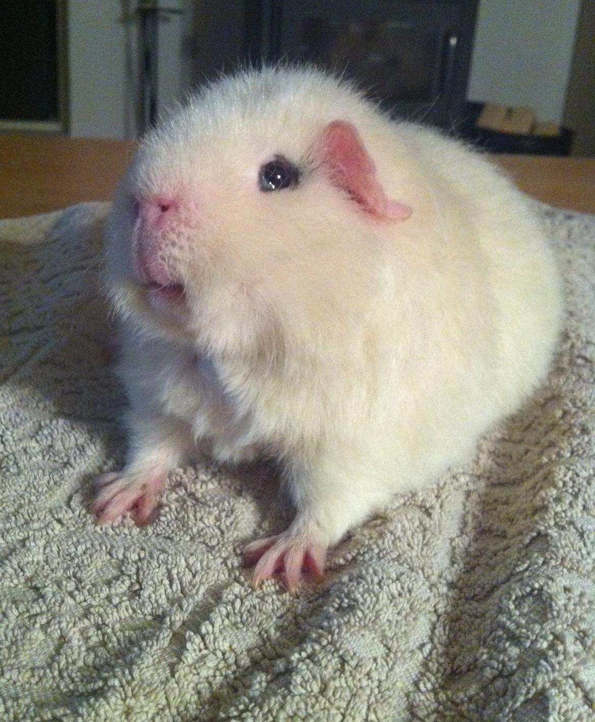 Marsvin Sitanes Snowflake - Storsnudet?? billede 16