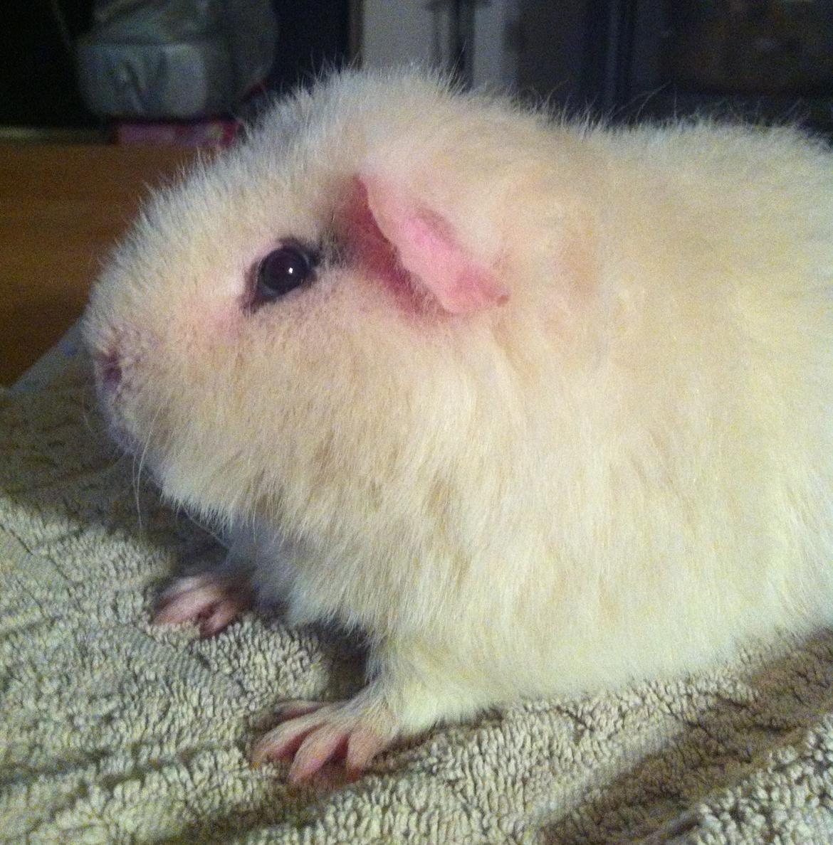 Marsvin Sitanes Snowflake - Smukke billede 17