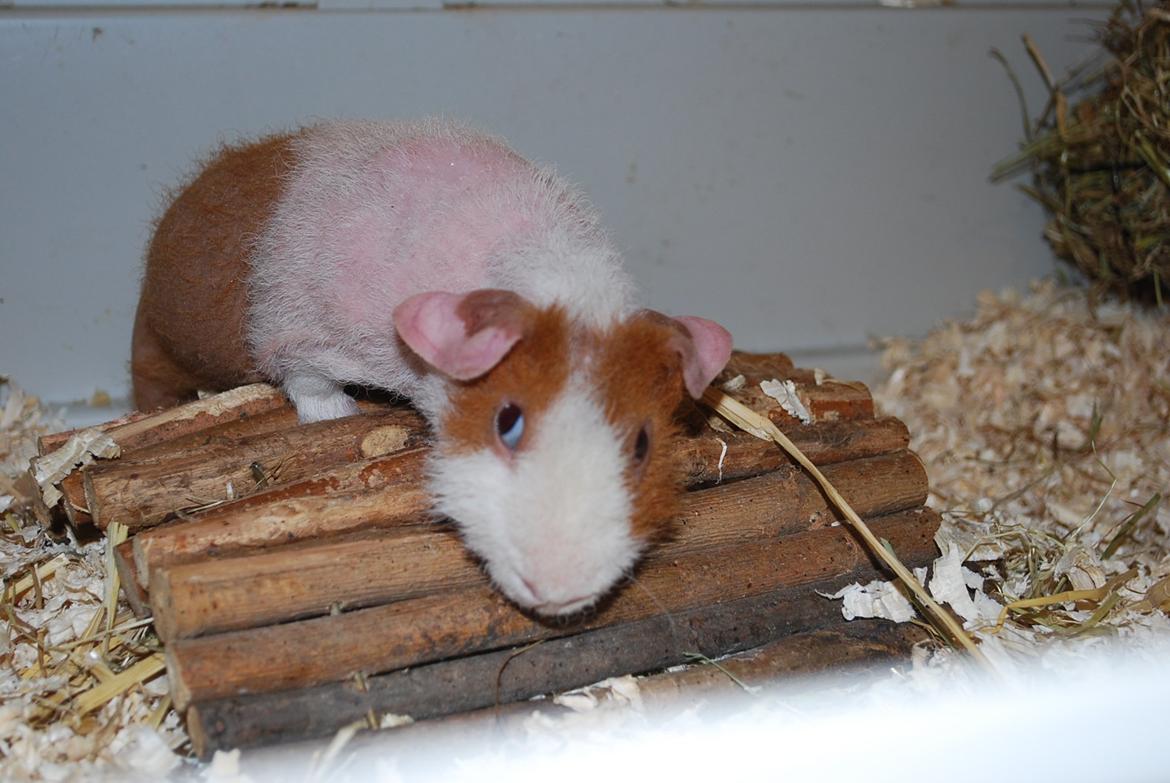 Marsvin Intense Pistachio von Fancy billede 1