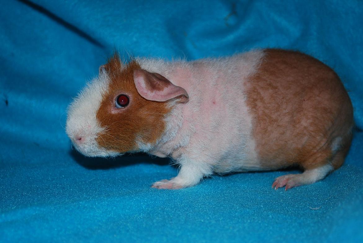 Marsvin Intense Pistachio von Fancy billede 2